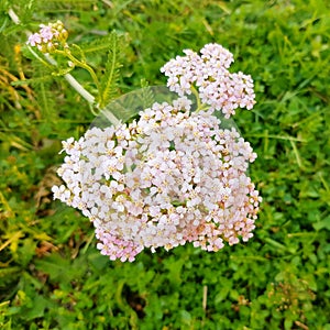 Detail of Achillea millefolium, commonly known asÂ yarrowÂ orÂ common yarrow.